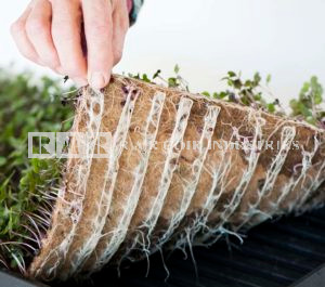 Coir Micro Green Pads